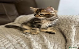 Siberian cats for sale: Purebred- Hypoallergenic Siberian Kittens - Image 21