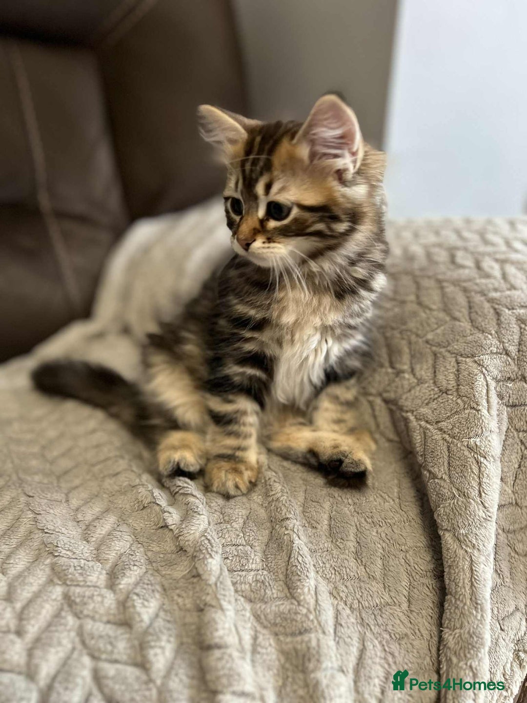 Siberian cats for sale: Purebred- Hypoallergenic Siberian Kittens - Image 21
