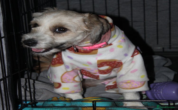 Tibetan Terrier dogs Female 1 Year Old Tibetan Terrier  - Advert 1