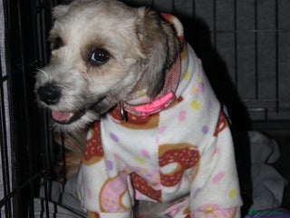 Tibetan Terrier dogs Female 1 Year Old Tibetan Terrier - Advert 1