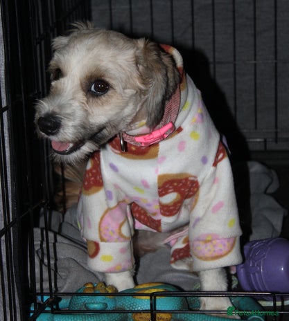 Tibetan Terrier dogs Female 1 Year Old Tibetan Terrier - Advert 1