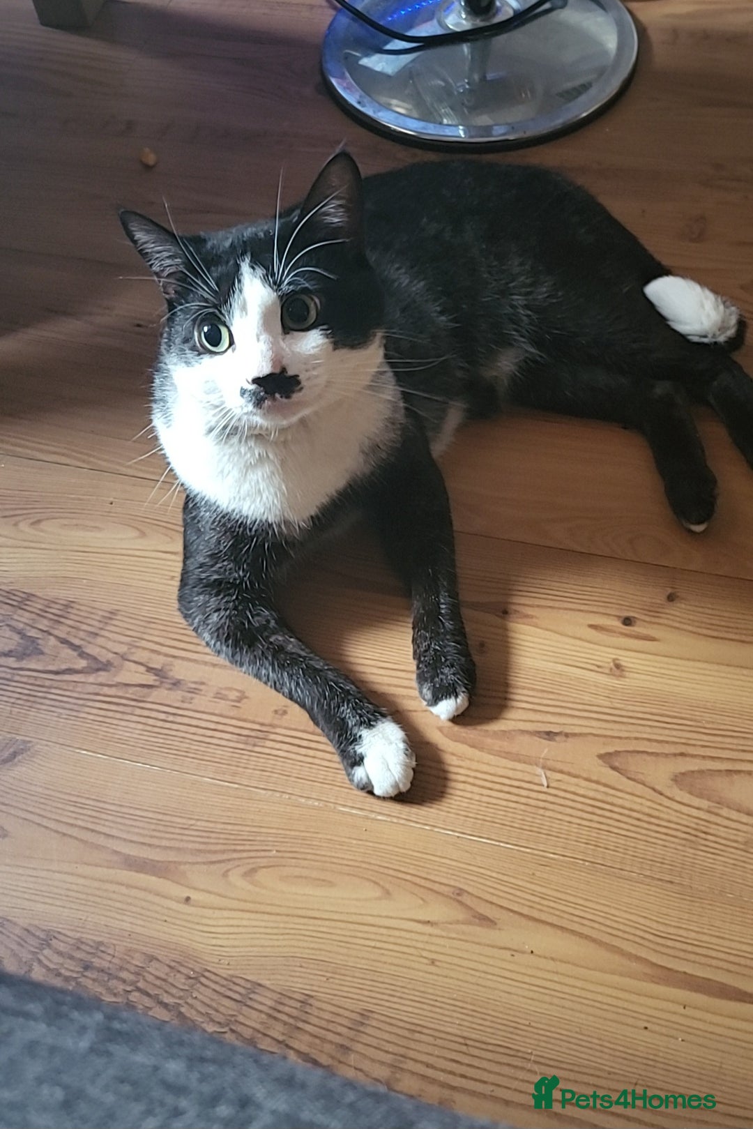 Mixed Breed cats for sale: Male cat needing a new home - Advert 3