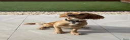 Cocker Spaniel dogs for stud: Golden Cocker Spaniel for Stud - Advert 11