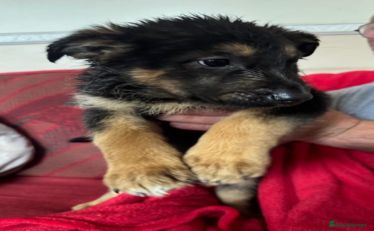 Mixed Breed dogs - Advert 2
