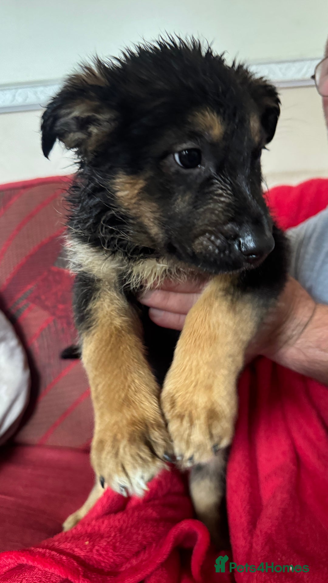 Mixed Breed dogs for sale: German shepherd x border collie - Image 1