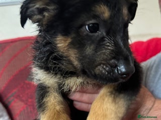 Mixed Breed dogs - Advert 20