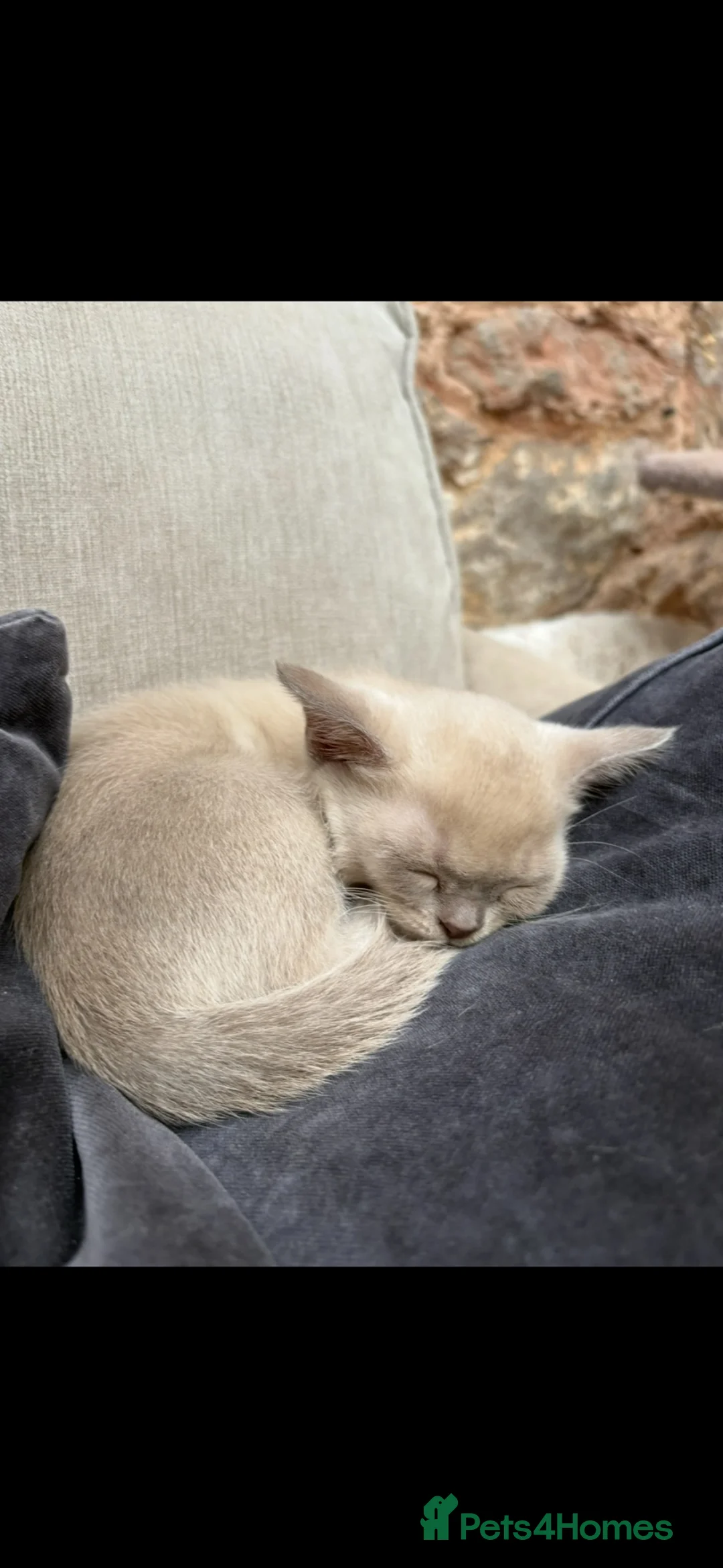 Burmese cats for sale: Pedigree Burmese boy kitten ready to go 20/06/26 - Advert 8