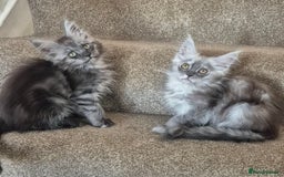 Maine Coon cats for sale: Registered maine coon kittens  - Image 5