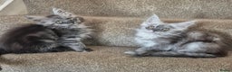 Maine Coon cats for sale: Registered maine coon kittens  - Advert 6