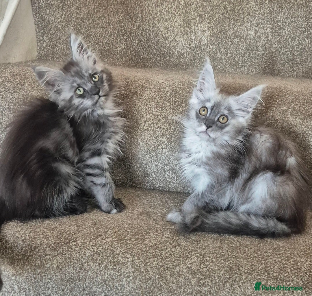 Maine Coon cats for sale: Registered maine coon kittens  - Image 5