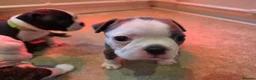 Boston Terrier dogs for sale: Health-Tested KC Registered Boston Terrier Puppies in Salford - Advert 35