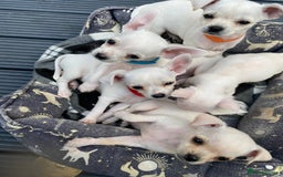 Chihuahua dogs for sale: Chihuahua puppies short coat white/sandy - Image 1