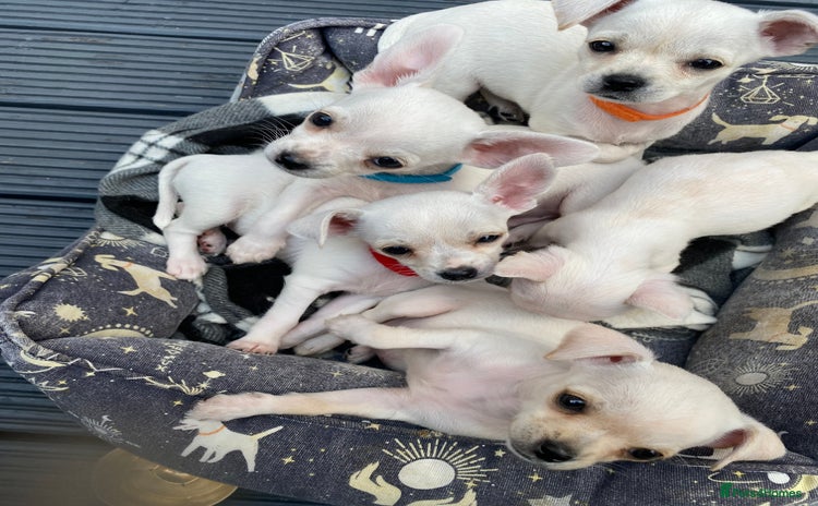Chihuahua dogs - Advert 1