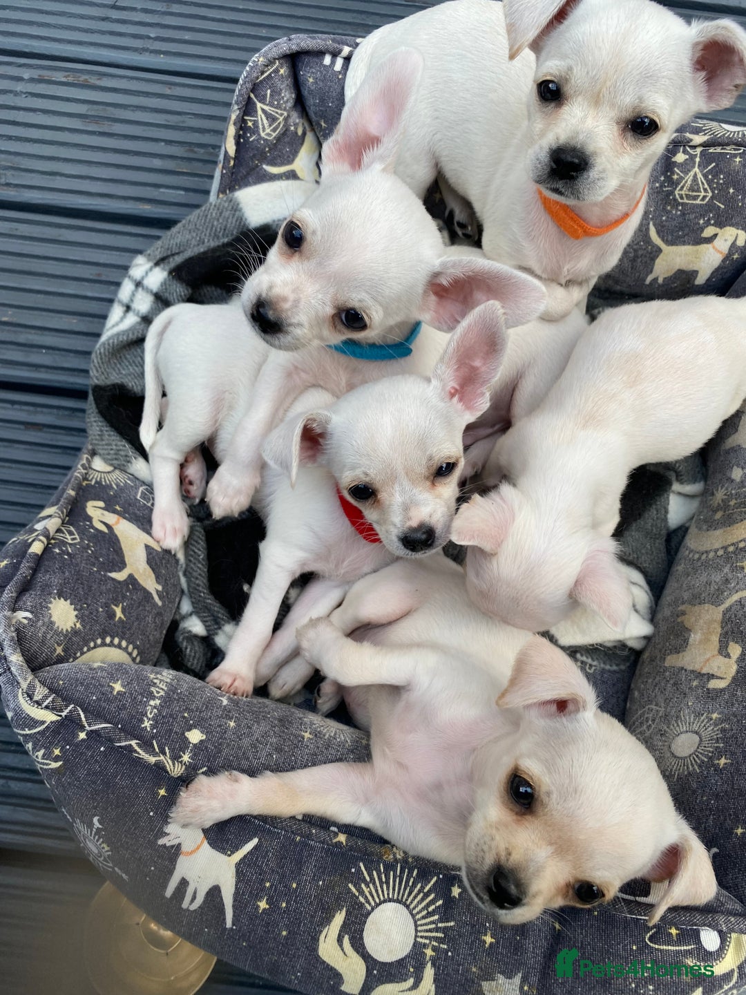 Chihuahua dogs for sale: Chihuahua puppies short coat white/sandy - Image 1