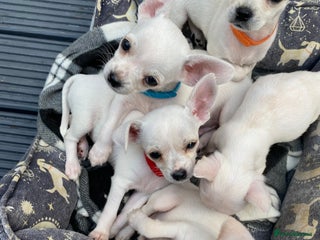 Chihuahua dogs - Advert 13