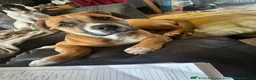 Mixed Breed dogs for sale: Two pups left for sale  - Advert 3