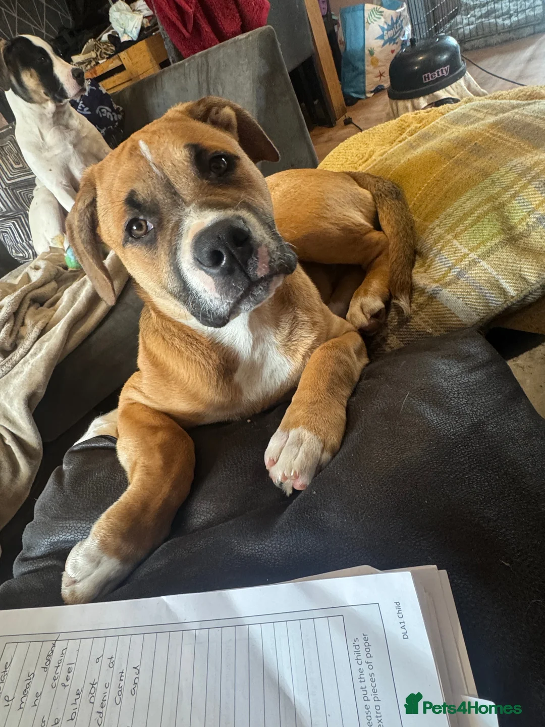 Mixed Breed dogs for sale: Two pups left for sale  - Advert 3