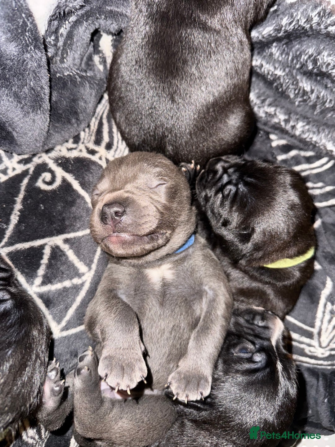 Staffordshire Bull Terrier dogs for sale: Gorgeous staffy puppies  - Advert 10