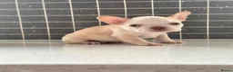 French Bulldog dogs for sale: French bulldog pups 3 females and 2 males - Advert 4