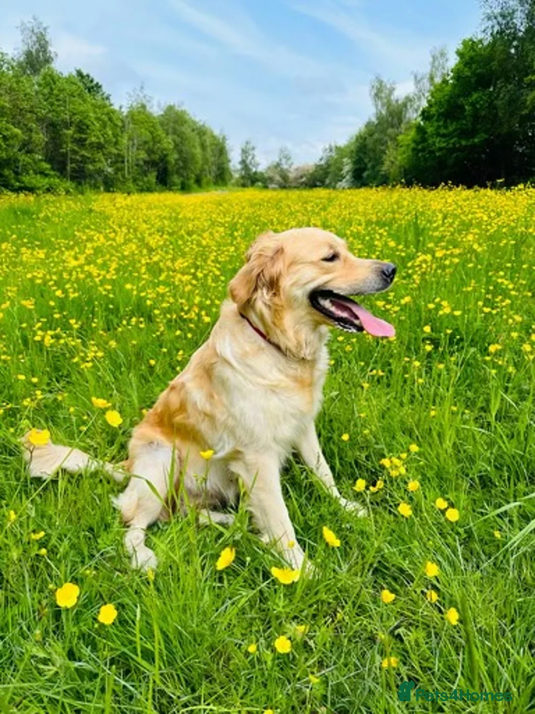 Golden Retriever dogs for sale: DARK GOLDEN RETRIEVER KC REG PEDIGREE 🐶  - Advert 6