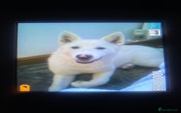 Mixed Breed dogs for sale: White Female Akita  - Image 10