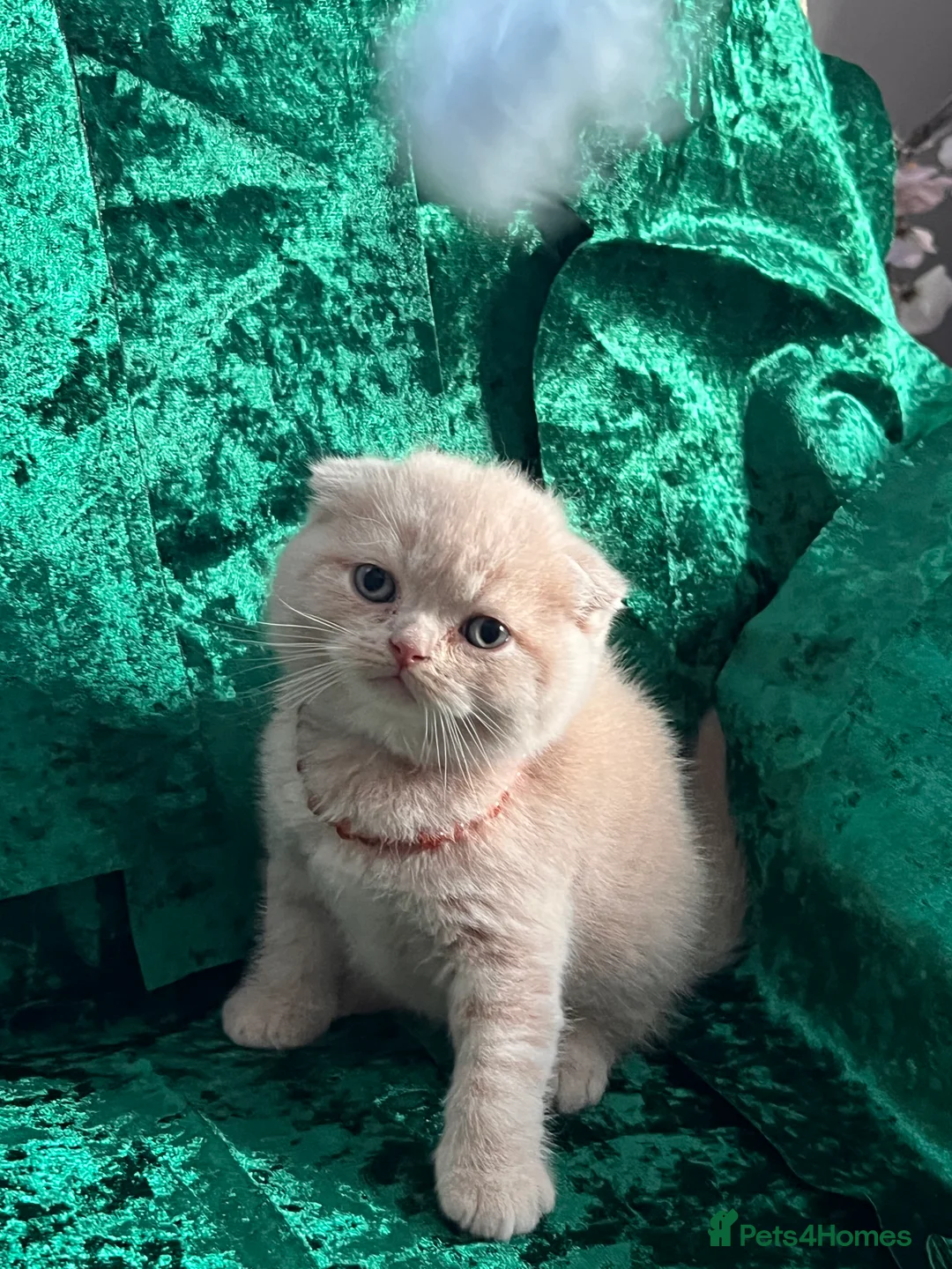 British Shorthair cats for sale: 😻CREAM & RED COLOUR KITTENS 😻 - Advert 33
