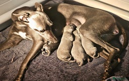 Whippet dogs for sale: KC Registered Blue Laguna Whippets - Image 3