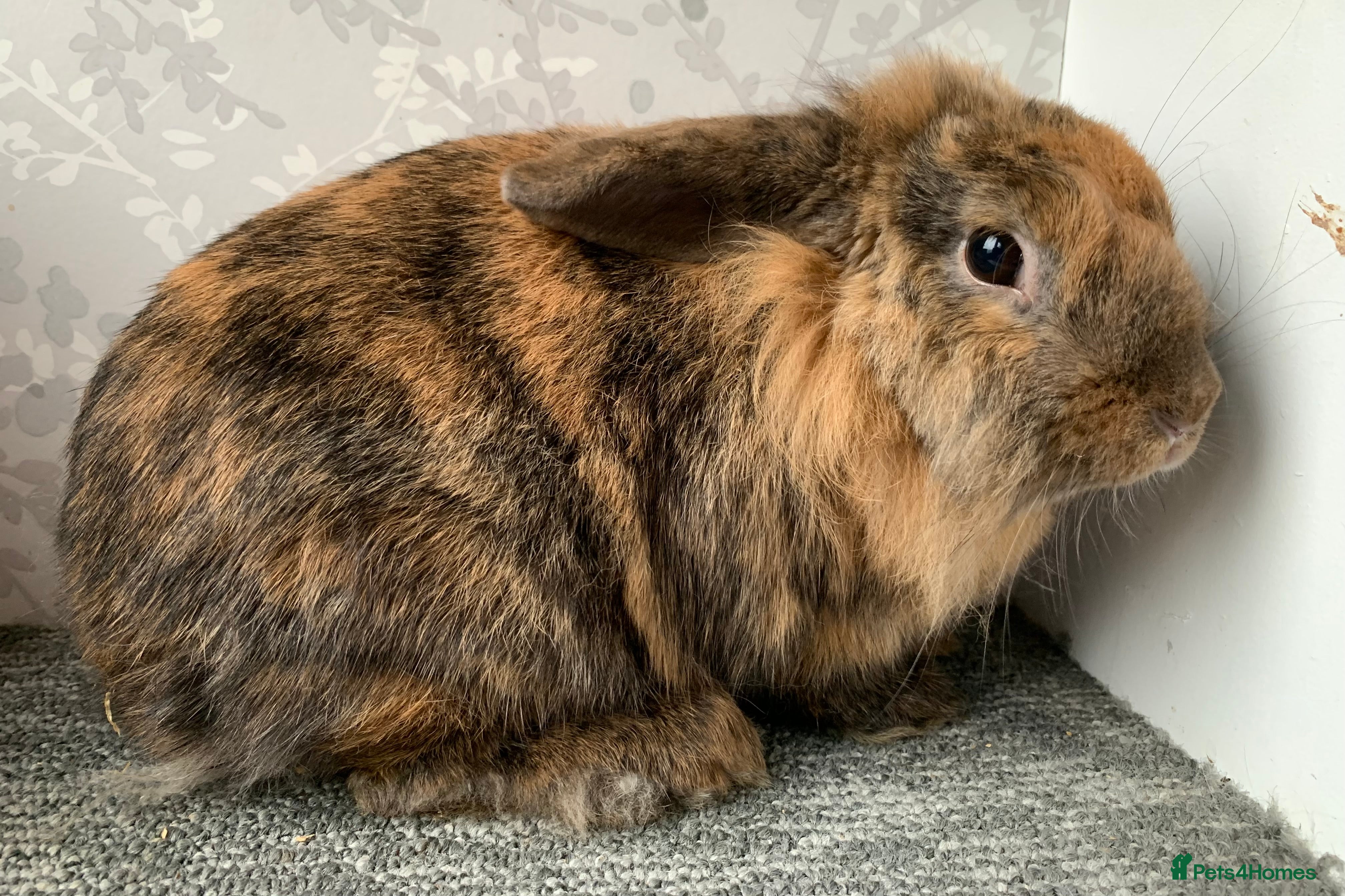 Mini Lop rabbits Lionhead lop female - Advert 2