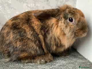 Mini Lop rabbits Lionhead lop female - Advert 2