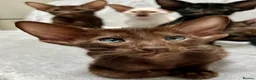 Oriental cats for sale: Exceptional show quality Orientals and Siamese  - Advert 21