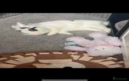 Lionhead rabbits for sale: Lovely rabbit- possibly looking for new home - Image 5