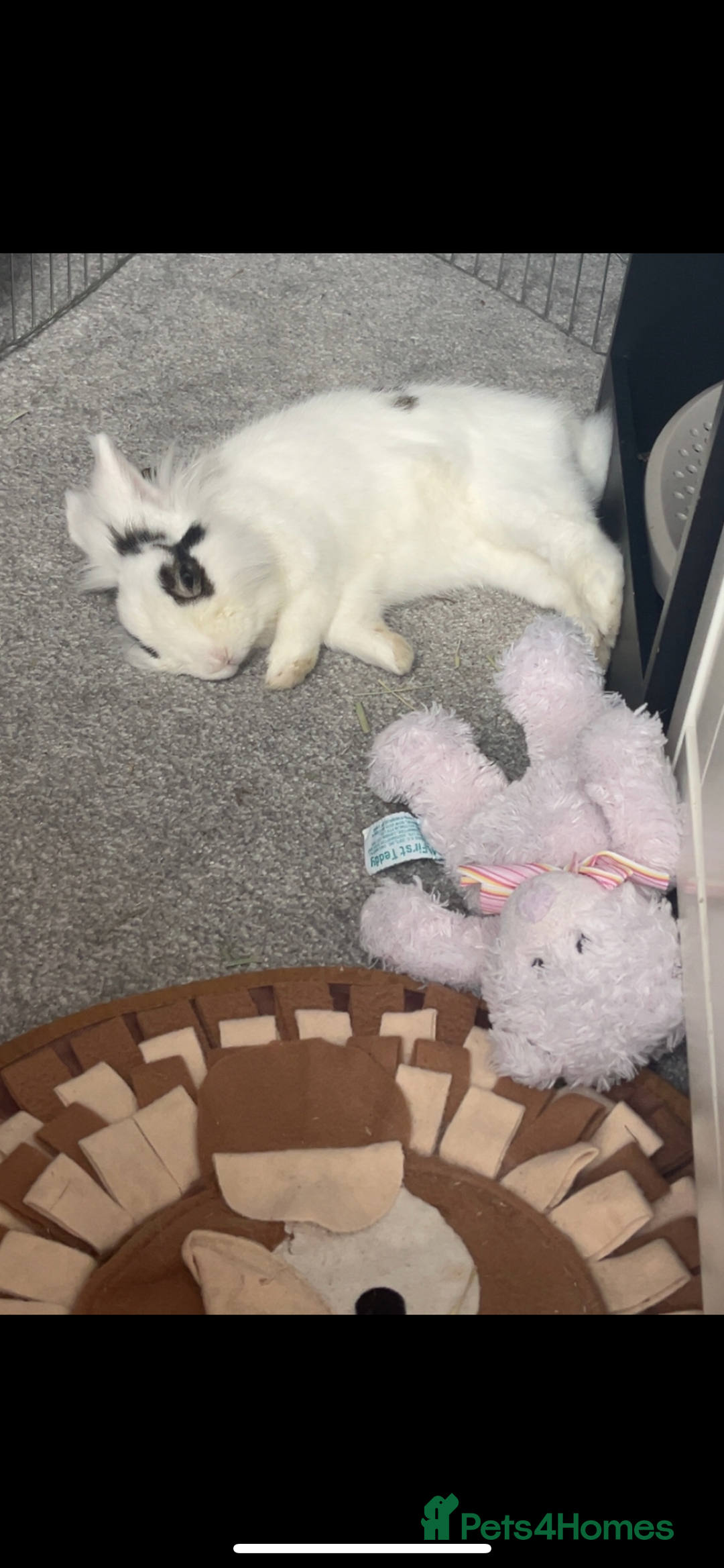 Lionhead rabbits for sale: Lovely rabbit- possibly looking for new home - Image 5