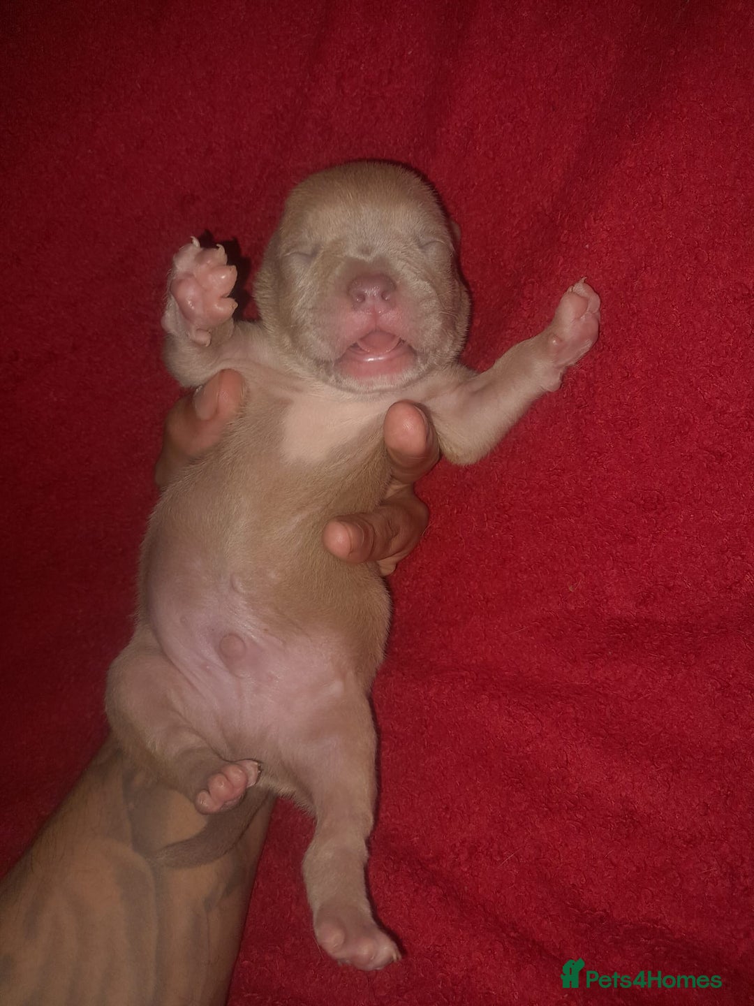 American Bully dogs for sale: American POCKET Bully - Advert 12