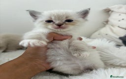 Ragdoll cats for sale: 🐾 Kitten 2 – Female Ragdoll - Image 1