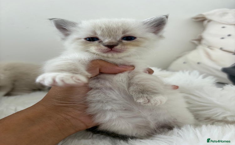 Ragdoll cats - Advert 16