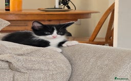 British Shorthair cats for sale: 6 beautiful kittens need a new home - Image 1