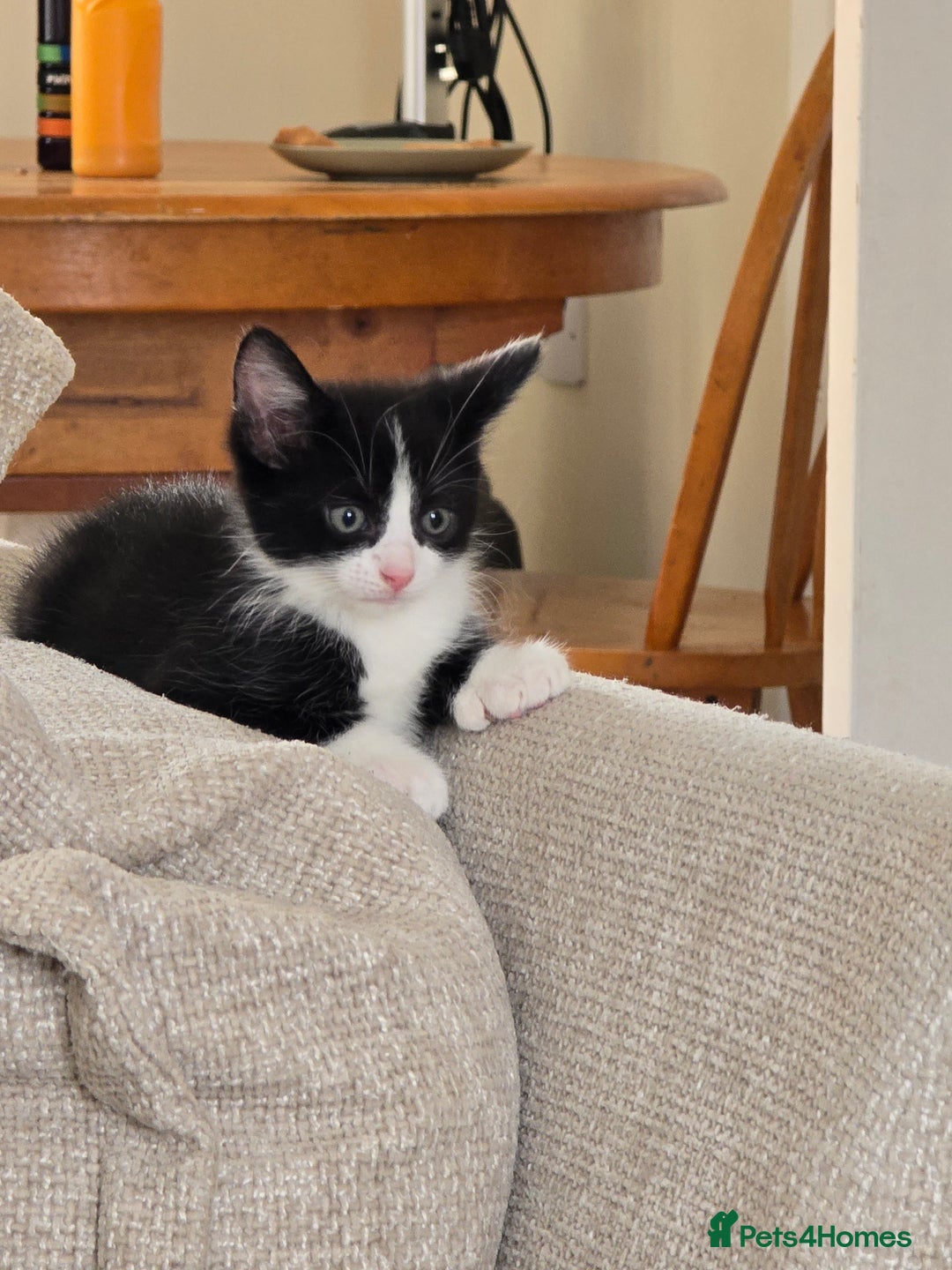 British Shorthair cats for sale: 6 beautiful kittens need a new home - Image 1