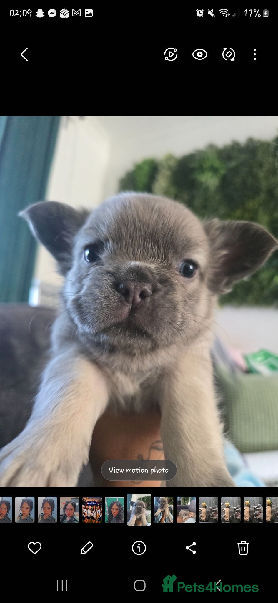 French Bulldog dogs Fluffy frenchies - Advert 5