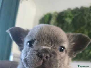 French Bulldog dogs Fluffy frenchies - Advert 2