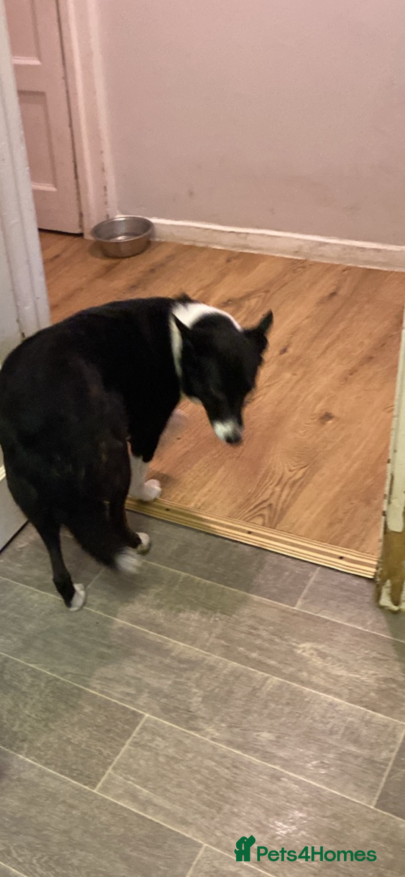 Mixed Breed dogs jess dog  - Advert 1