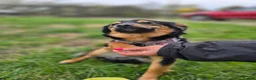Mixed Breed dogs for adoption: ❤️🐶 LOLLY – GENTLE HEART, HAPPY SOUL in Burton-on-Trent - Advert 24