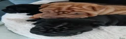 Mixed Breed dogs for sale: Sharpei puppies in Glasgow - Advert 30