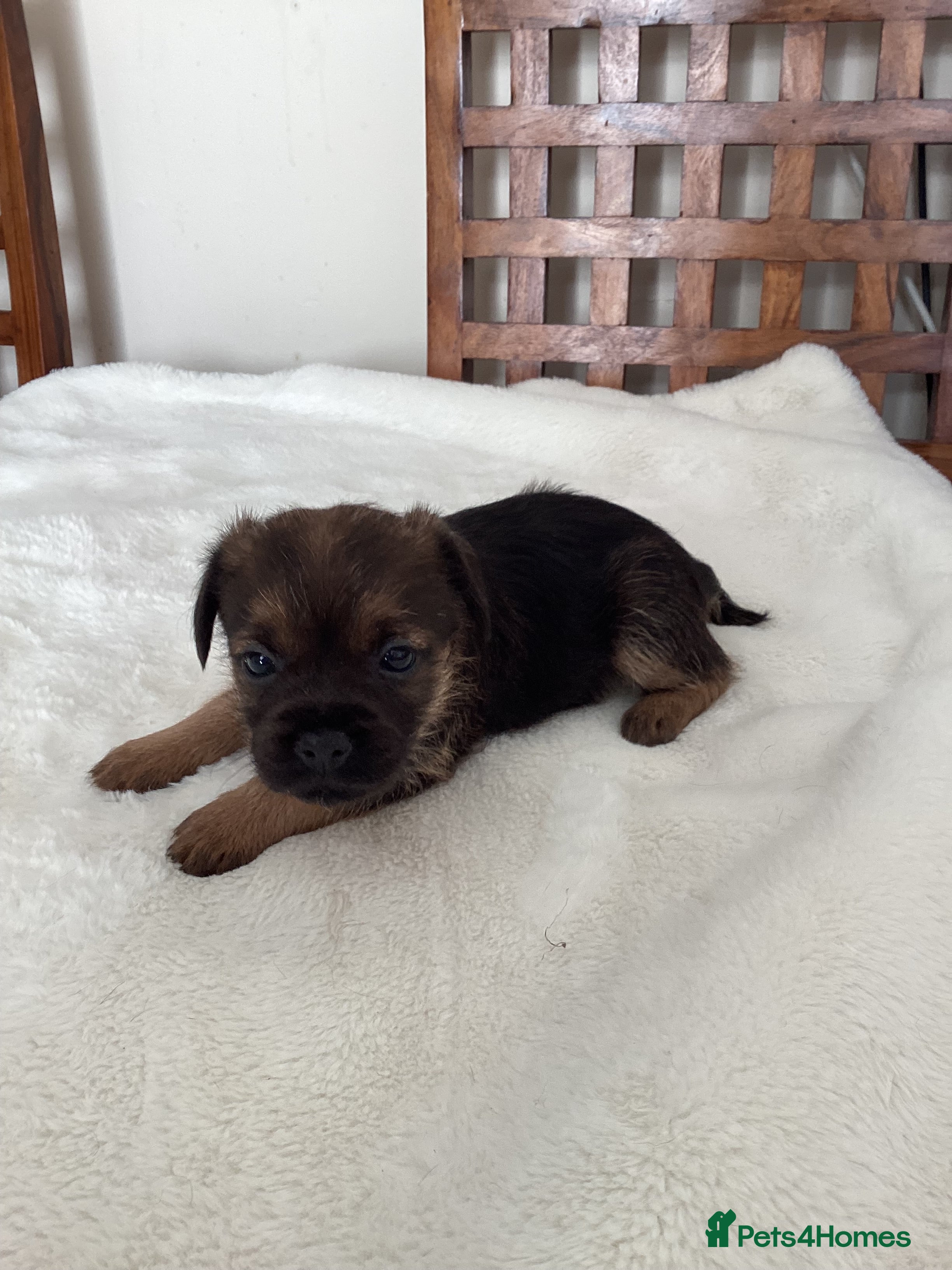 Border Terrier dogs for sale: Border Terrier Pups - Advert 5