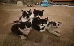 Mixed Breed cats for sale: Friendly playful kittens for sale.  - Image 2