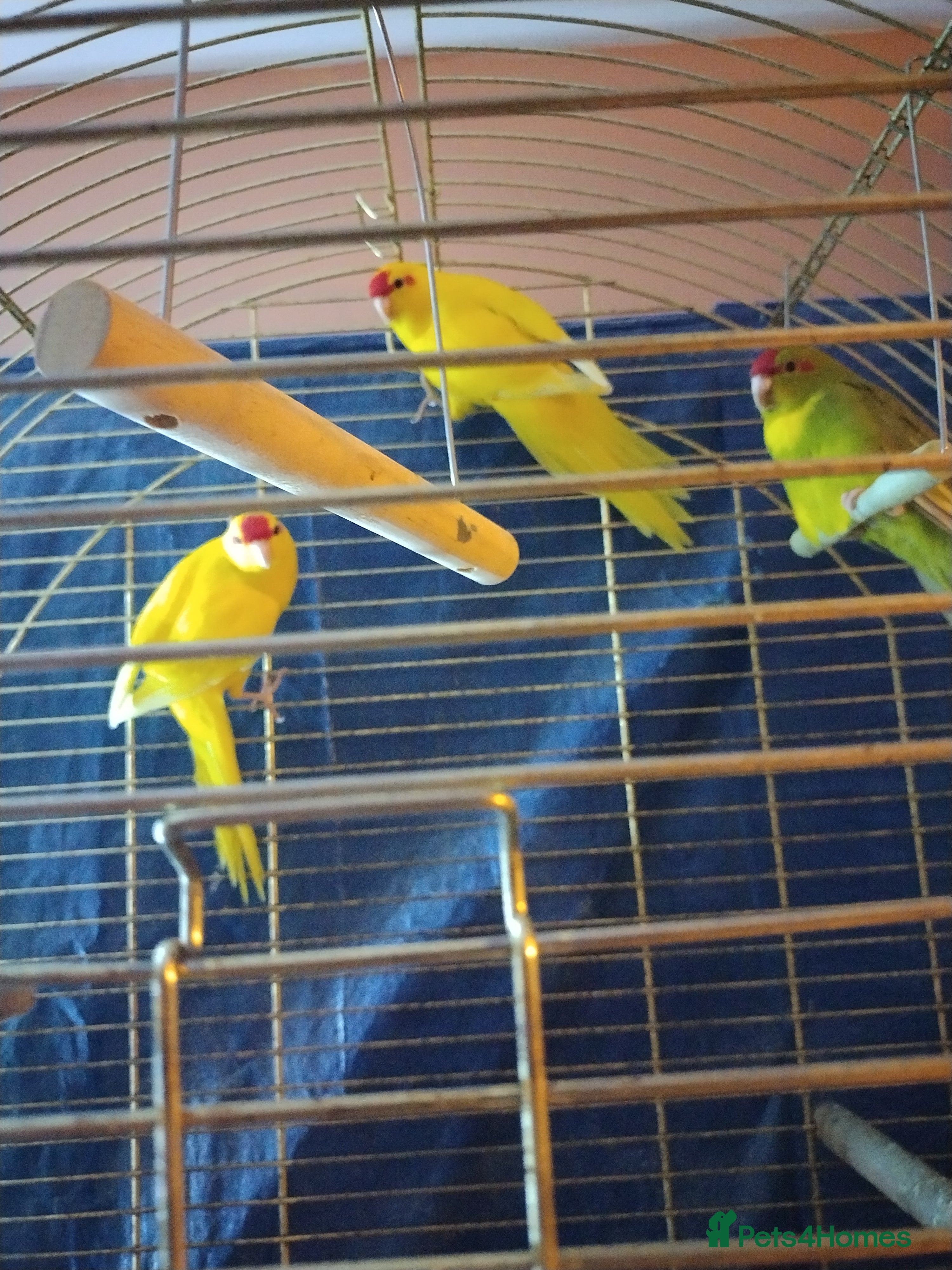 Parakeets birds For sale  - Advert 18
