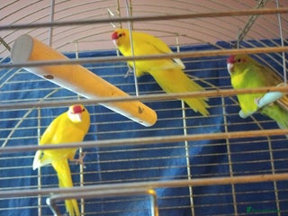 Parakeets birds For sale - Advert 1