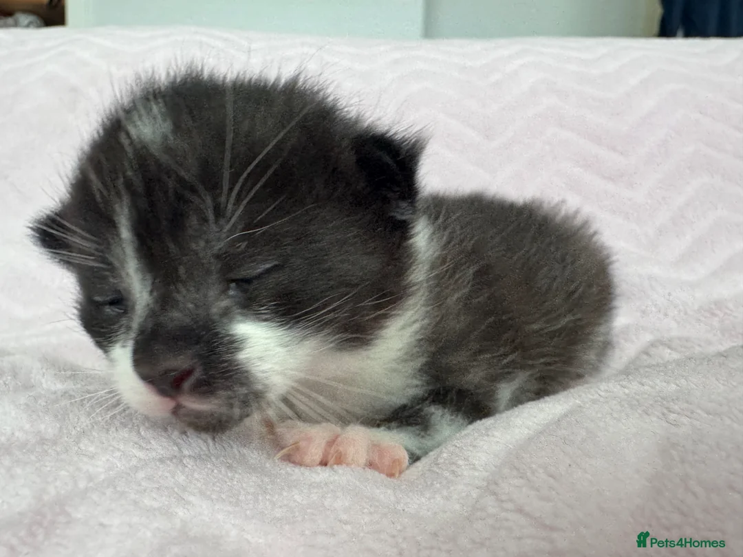 Mixed Breed cats for sale: 2 Kittens ReadyTOGO! £150 - Advert 12