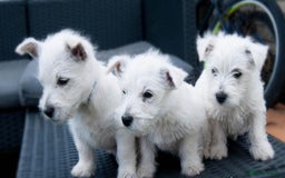 West Highland Terrier dogs for sale: HEALTH CHECKED PUPPIES  - Image 4