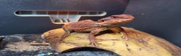 Bearded Dragon reptiles for sale: Red Monster Bearded Dragon babies - Advert 6