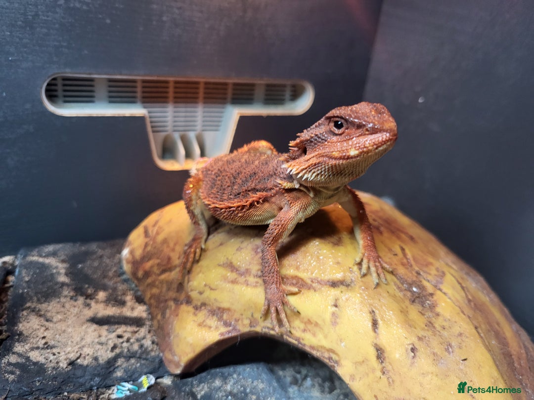 Bearded Dragon reptiles for sale: Red Monster Bearded Dragon babies - Advert 6